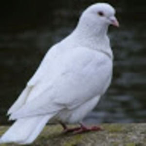 Meet your Posher, Penny